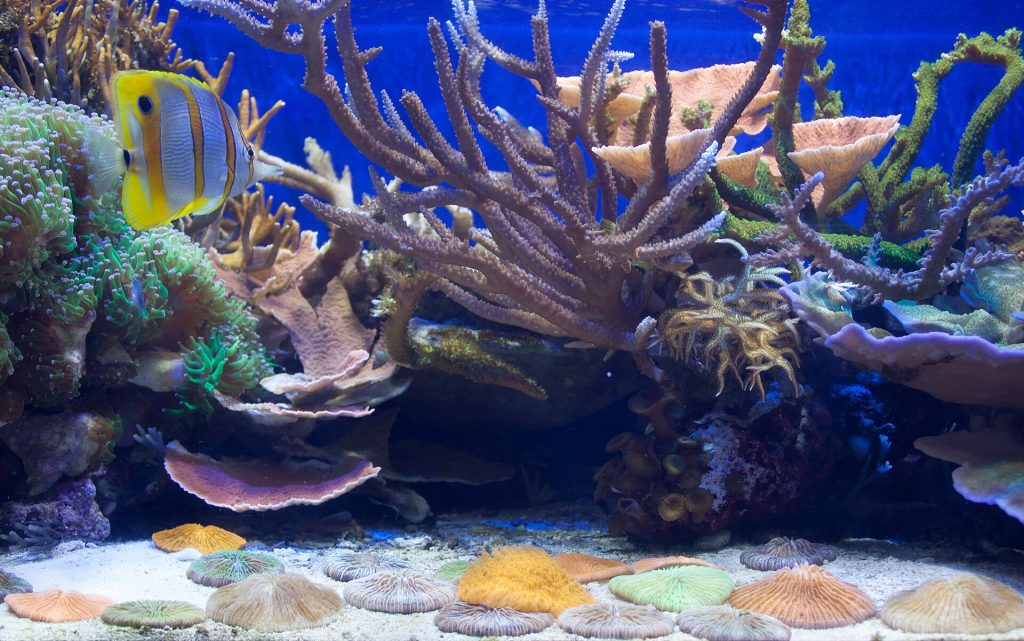 Hồ cá biển (Reef)